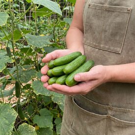Mini Me, (F1) Organic Cucumber Seeds